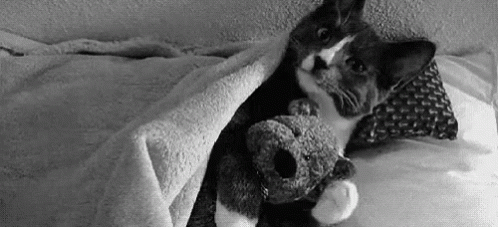 a cat sitting behind a teddy bear wrapped in a blanket