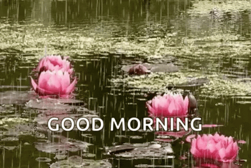 flowers with purple water lilies in water that says, good morning