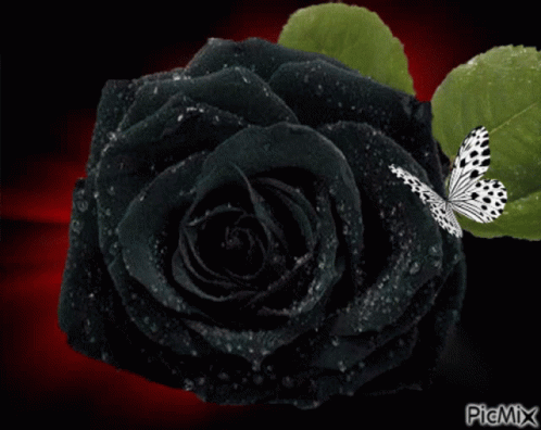 a black rose with white erflies on it