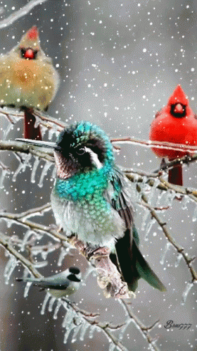 four colorful birds on a snowy nch
