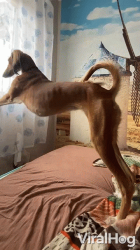 a dog is jumping over the bed with a large object in its mouth