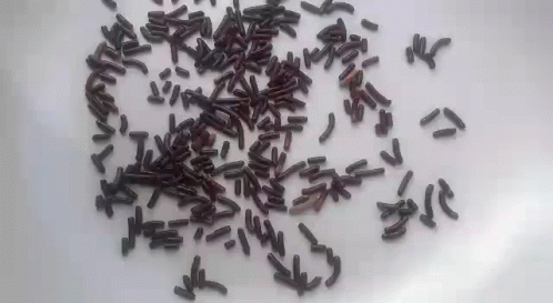 a lot of purple seed is scattered in a circle