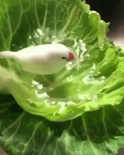 a green cabbage with a white duck in it