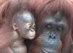 two babies of an adult gorillae and a baby ape