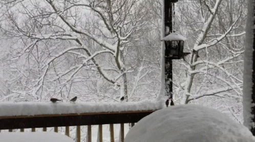 birds sit on the fence in the snow