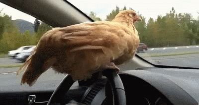 a blue bird perched on the steering wheel