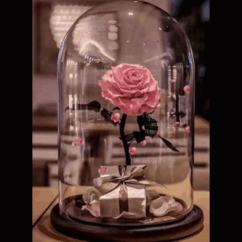 a purple rose on display in a glass dome