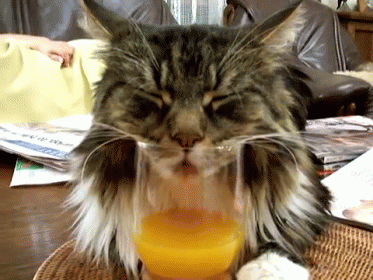 a fluffy cat with its face partially obscured by water in a glass