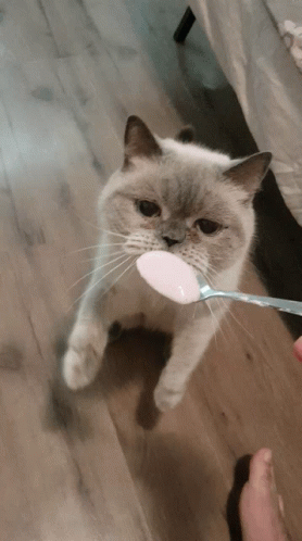 a close up of a cat holding a spoon