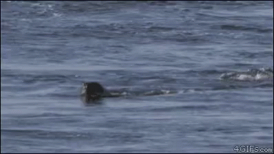 a dog is swimming alone in some water