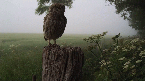 a black and white owl is standing on a stump in a grassy field