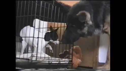two dogs in a metal cage looking at the dog