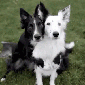 two dogs are posing on the grass for a picture