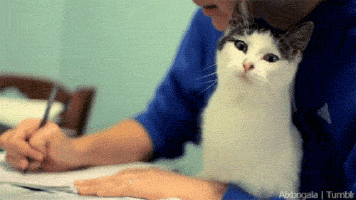 a man sitting at a desk in front of his cat