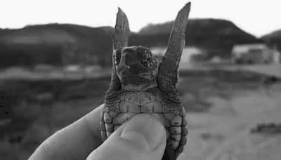 the small turtle is sitting in the hand of someone