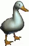 the duck is white and blue with brown legs
