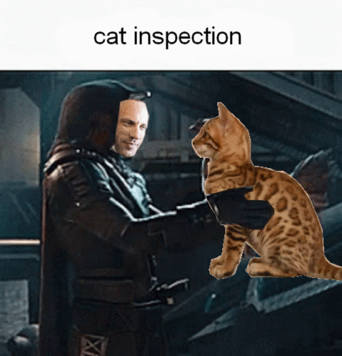a cat in black leather clothes petting a kitten on its chest