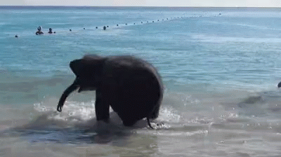 an elephant walking through some very dirty water