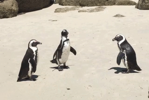a group of three penguins walk on the snow