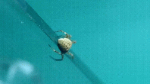 a blue bug crawling on the edge of a wooden stick