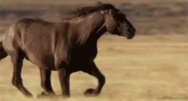 a black horse running in the ocean water