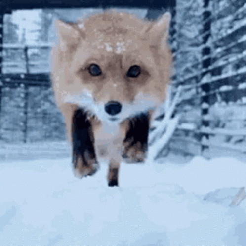 an image of a fox walking in the snow