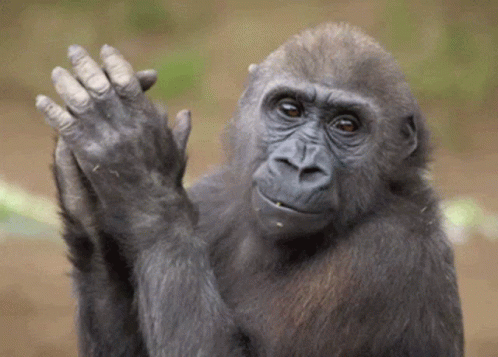a close up of a monkey touching his hands with a background