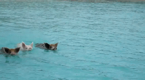 there are three cats swimming in the water together