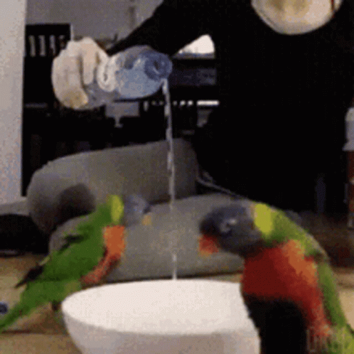 two parrots eating out of an empty bowl with gloves on