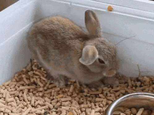 a gray rabbit sitting inside of a white plastic container