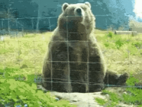 a bear that is sitting down in the grass