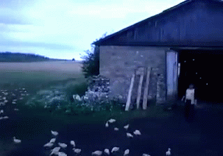 birds are in front of the open door of an old barn