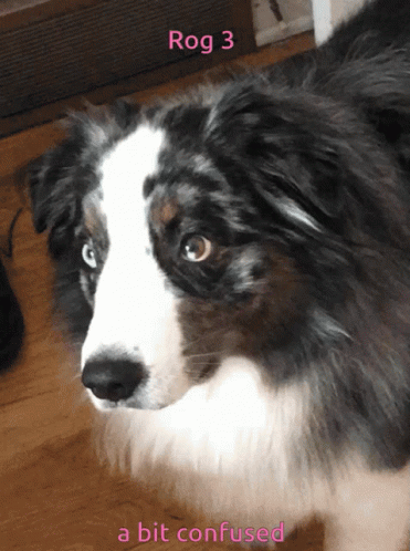 a dog is shown before it looks like its being confused