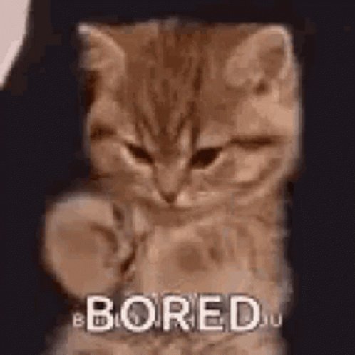 a cat that has the words bored on it