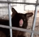 a dog has its head behind bars and looks out of the cage