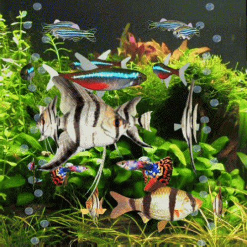 a po of a fish tank and its underwater creatures