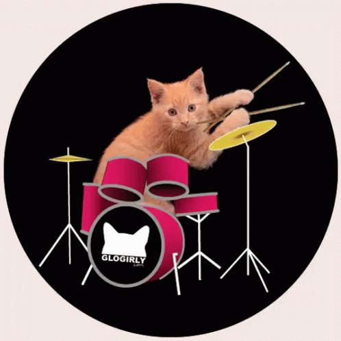 there is a cat on a drum set and it appears to be kitten