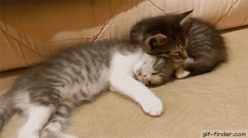 a couple of kittens playing with each other on a bed