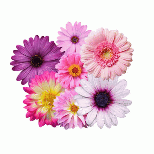 flowers, including daisies and other flowers, against a white background