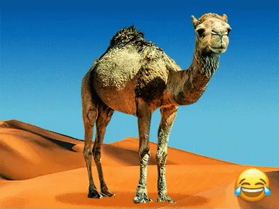 a camel standing in the middle of a desert