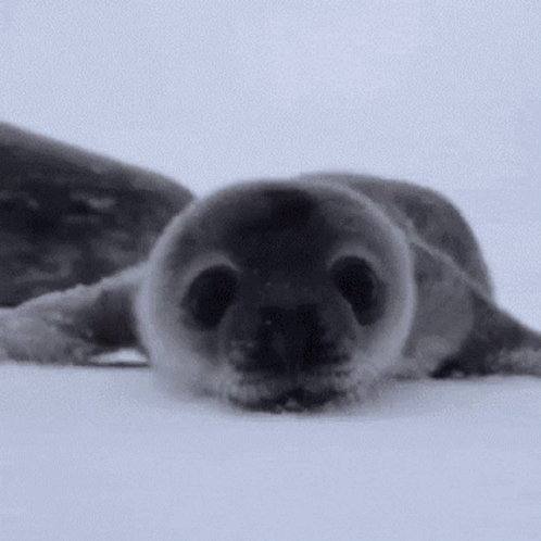 this seal is laying down on the ground