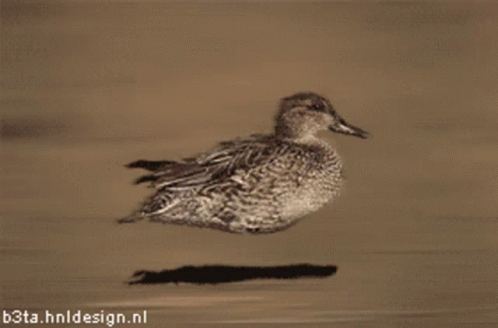 a small duck floating in a body of water
