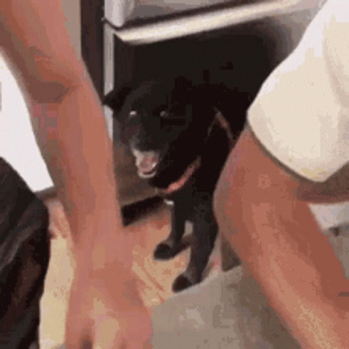 the cat has to use his owner's hand to put it in the toilet