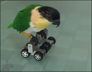 the bird has wheels on it's back as well as the wheels of his toy car