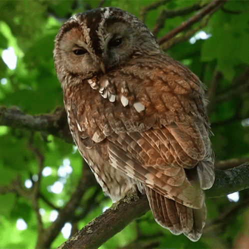an owl sitting in a tree in front of leaves