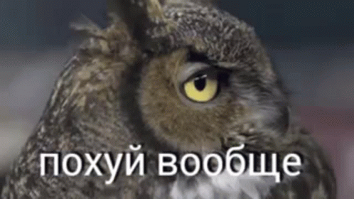 blue eyes of an owl with the words'poyxyiboque '