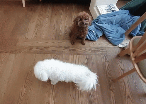 the little dog is looking at the tiny white dog on the floor