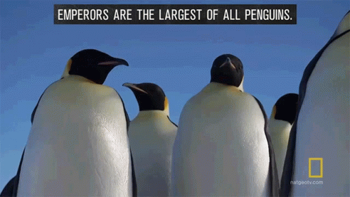 four penguins and a quote by a picture
