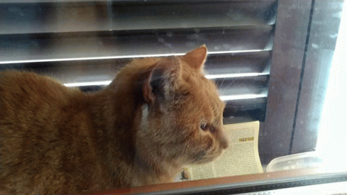 a cat is looking into a mirror while standing outside
