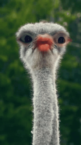 a close up view of an ostrich face with big eyes